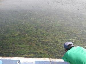 アマモが群生している様子