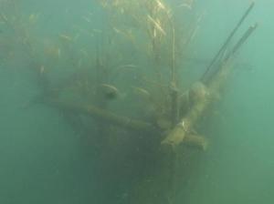 海底に沈められた間伐材漁礁の様子