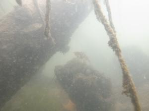 漁礁に居つくメバルの写真
