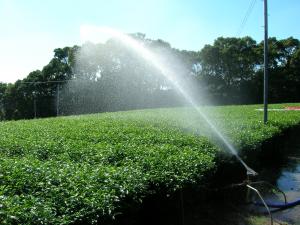 散水によるチャノミドリヒメヨコバイの防除