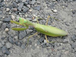 ハラビロカマキリ（緑色型）