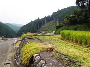 島田の棚田