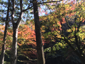 巴川の紅葉