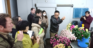 採花のタイミングを説明するバラ生産者
