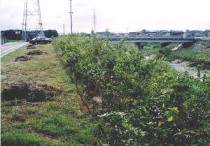 植樹後半年　逢妻女川（豊田市）