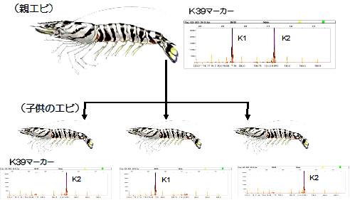 遺伝子標識を用いた親子判別のイメージ