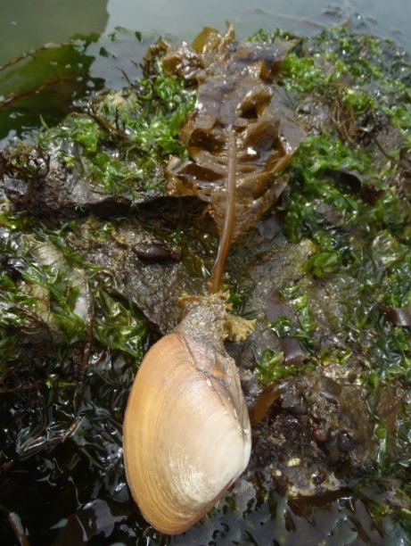 水管に海藻が着生したミルクイ