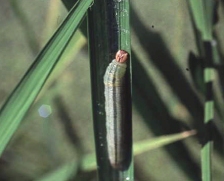 イチモンジセセリ幼虫 