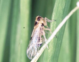 ヒメトビウンカ雄成虫