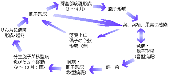 病原菌の生態