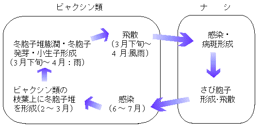 病原菌の生態