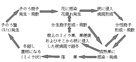 病原菌の生態