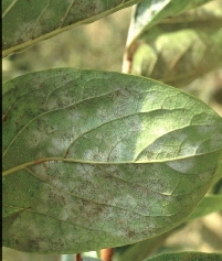 カキうどんこ病発病葉