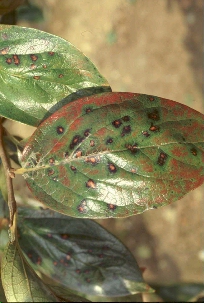 カキ円星落葉病