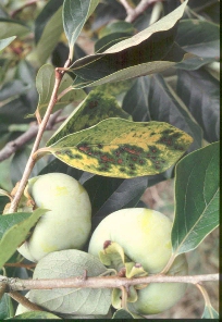 カキ角斑落葉病