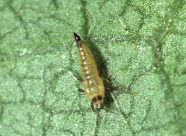 カキクダアザミウマ幼虫