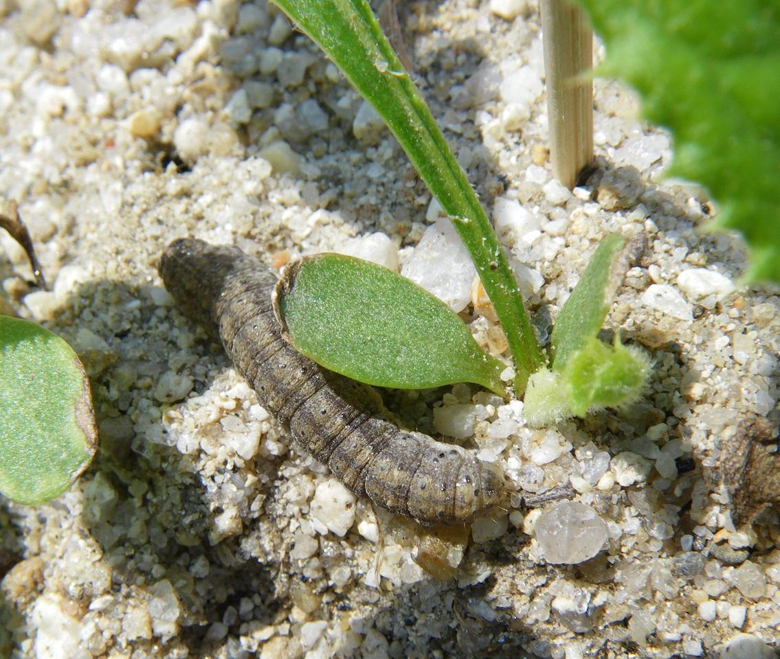 カブラヤガ幼虫 
