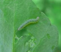 病害虫図鑑 コナガ 野菜共通 愛知県