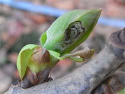 加害されたカキの新芽 