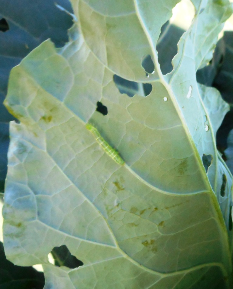 幼虫と被害葉