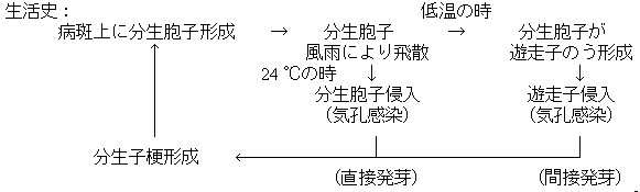 トマト疫病生態