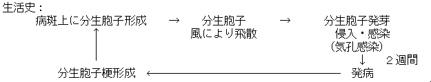 トマト葉かび病生態