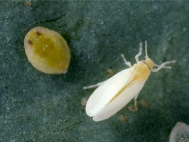 タバココナジラミ蛹（左）と成虫（右）