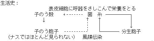 ナスうどんこ病生態