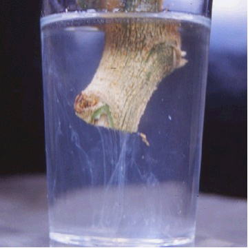 発病株の茎を水に浸すと白濁液が噴出 