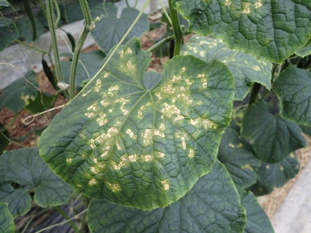 病害虫図鑑 キュウリべと病 愛知県