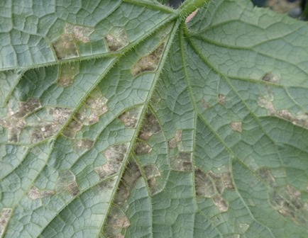 病害虫図鑑 キュウリべと病 あいち病害虫情報 愛知県