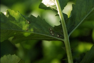 ダイコン白さび病発病葉