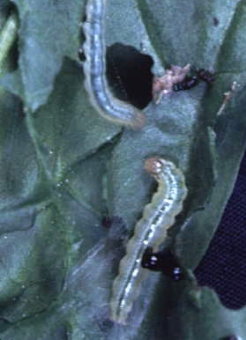 シロオビノメイガ幼虫 