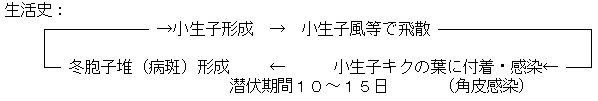 生活史