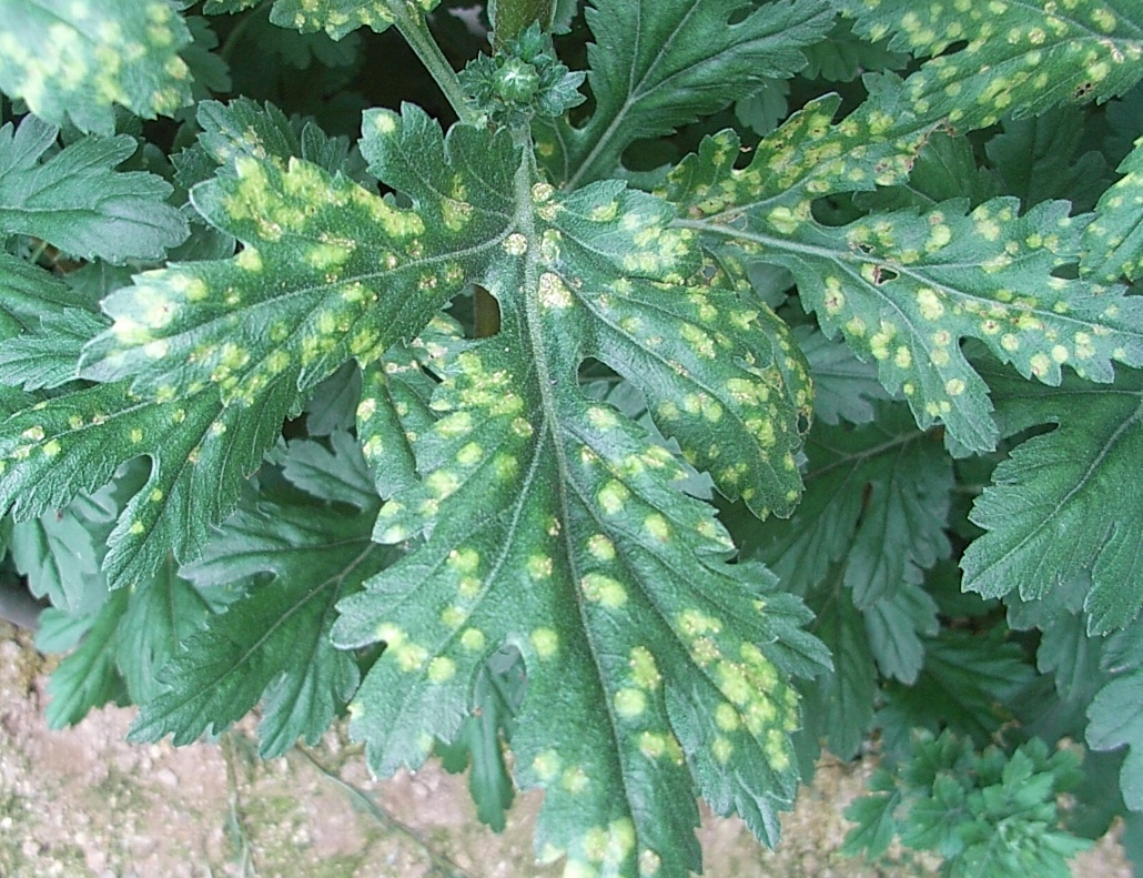 病害虫図鑑 キク白さび病 あいち病害虫情報 愛知県