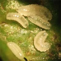 バラハオレタマバエ幼虫 
