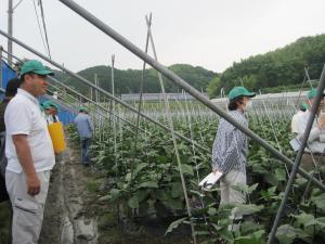 ナスの栽培ほ場見学