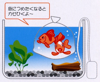 金魚の水温の合わせ方