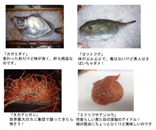 タカアシガニなど深海の仲間たち