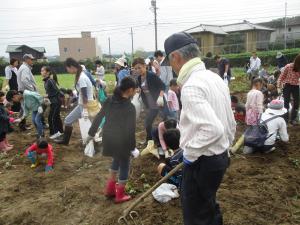 サツマイモ掘り