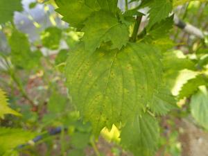 病害虫図鑑 シソ斑点病 愛知県