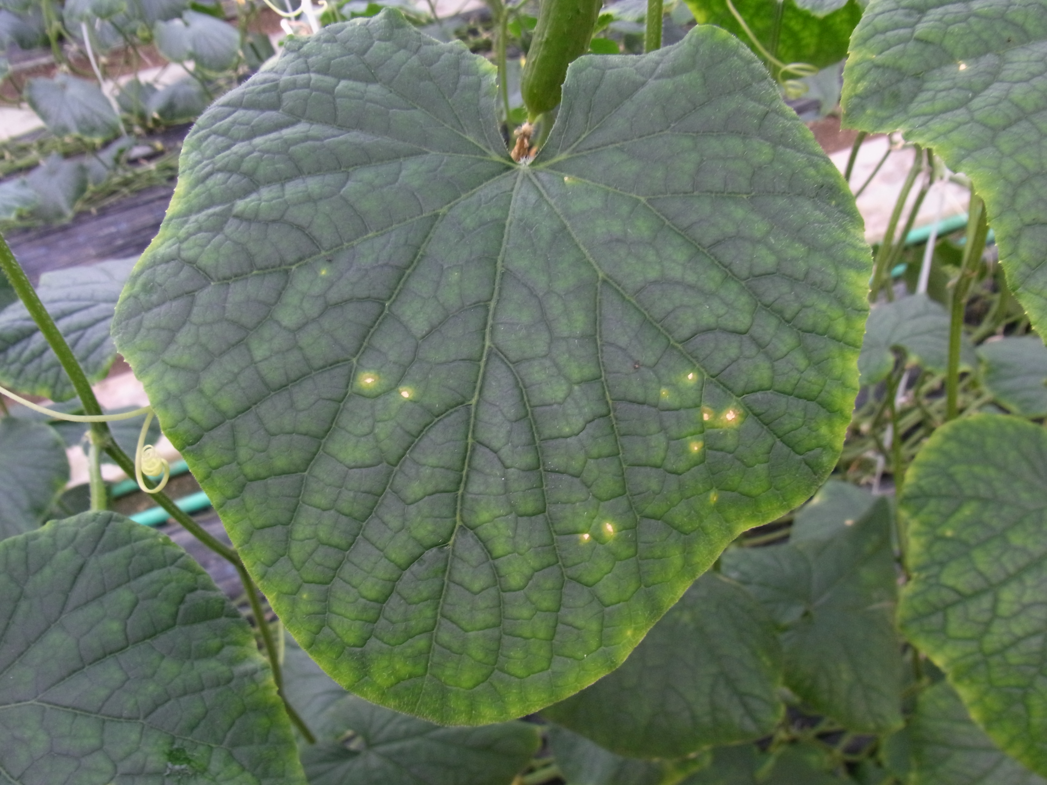 病害虫図鑑 キュウリ斑点細菌病 愛知県