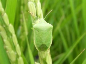 ミナミアオカメムシ成虫