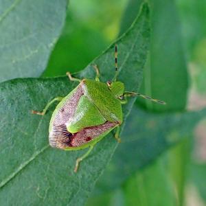 チャバネアオカメムシ成虫