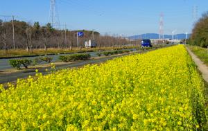 菜の花