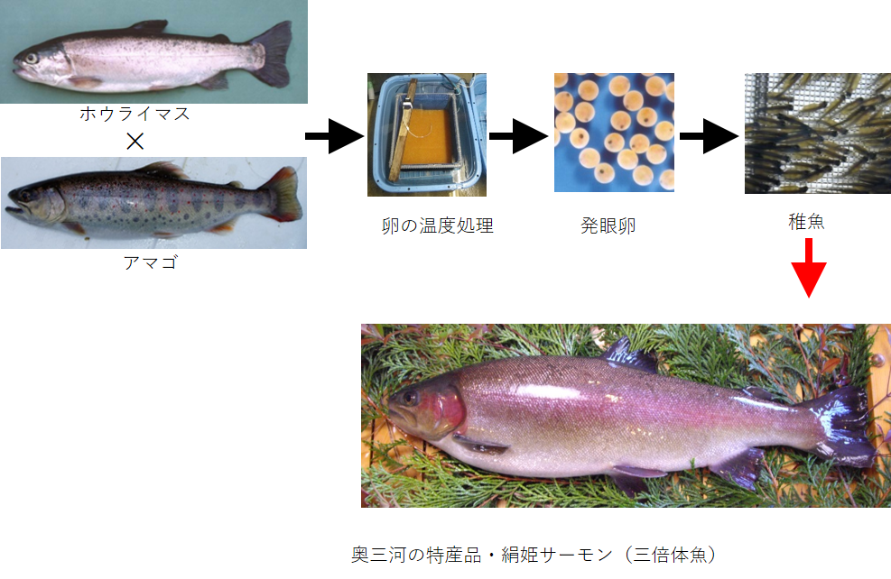 図マス