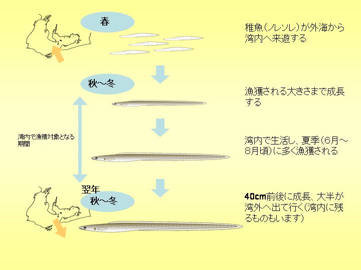 マアナゴの生態