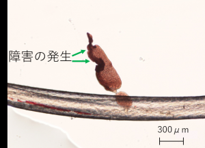 高温障害が発生した黒誉れ