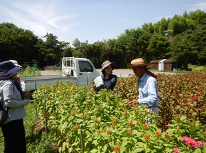 ケイトウの栽培指導