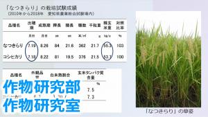 暑さに強い水稲新品種「なつきらり」の開発